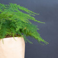 Kamerplant van de week - Inge stelt voor: Asparagus 'Plumosus'