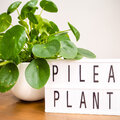 Kamerplant van de week: pannenkoekenplant