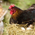Kippen houden: verzorging tijdens het broeden
