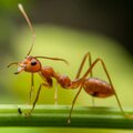 Mieren, vervelende insecten of nuttige dieren? 