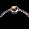 Vleermuizen: weetjes en tips om ze te helpen