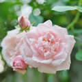 Rosa 'New Dawn' - klimroos met geurende bloemen en een lange bloeitijd