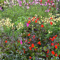 Salvia, voor een zomer vol kleur