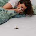 Wat te doen tegen spinnen in huis?