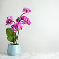 Tips voor de mooiste orchideeën