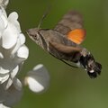 Top 10 vlinders in de tuin, deel 1