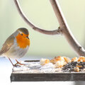 Vogels voederen: welk voer geef je wanneer?