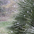 Winterbescherming palmbomen