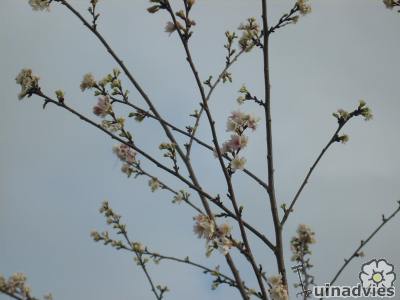 foto Prunus subhirtella 'Autumnalis'