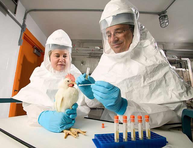 vogelgriep gevaar, influenza A, kippen dood, zieke vogels, aviaire influenze