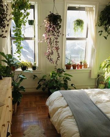 7 planten voor de slaapkamer - kwalitatieve nachtrust met planten
