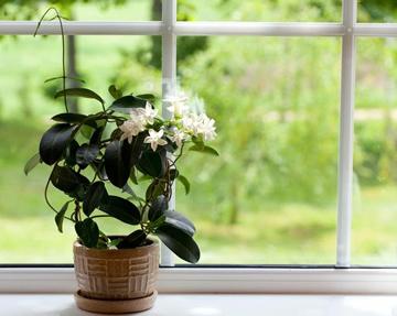 Jasmijn in de slaapkamer - beter slapen met planten