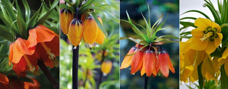 fritillaria imperialis of keizerskroon