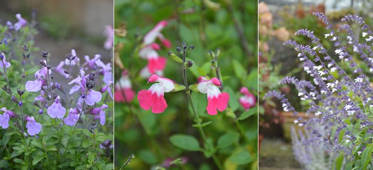 Van links naar rechts: Salvia 'Blue Merced', Salvia 'Pink Lips', Salvia 'Phyllis' Fancy'