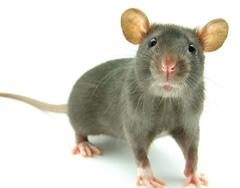 de oplossing tegen muizen