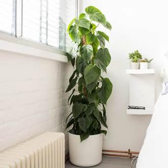 Philodendron (Philodendron scandens)