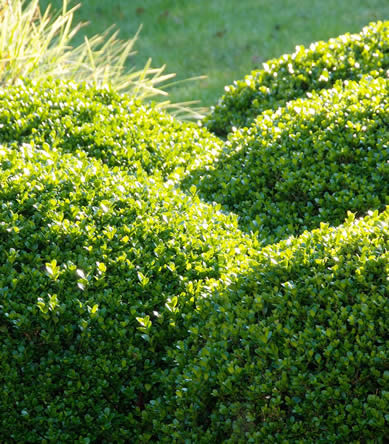 Buxus sempervirens altijd groene gewassen