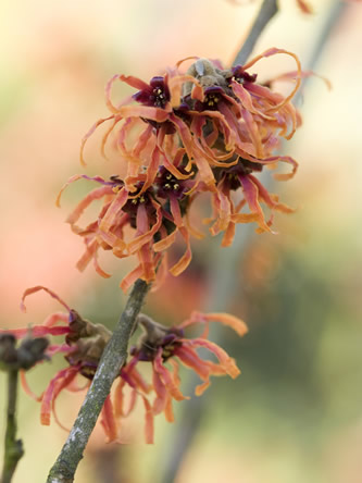 Wintertuin Toverhazelaar Hamamelis Sierheesters In De Winter