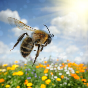 Bloemenmengsels voor bijen