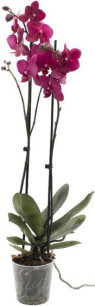 Phalaenopsis 'Pararotti'