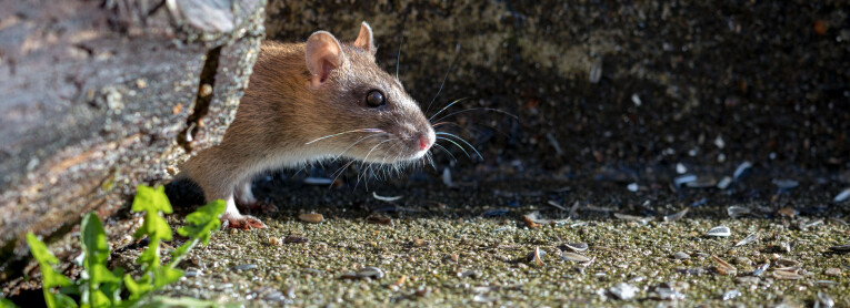 Ratten en muizen verjagen in de tuin
