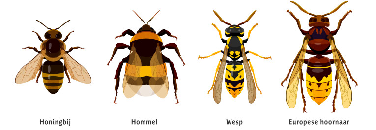Verschil tussen honingbij, hommel, wesp en Europese hoornaar