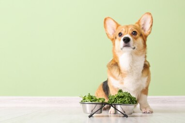 Eetbare kruiden voor honden