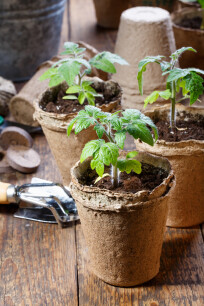 Jonge zaailingen van tomatenplanten