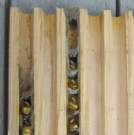 Binnenkant van insectenhotel met nestgangen van bijen