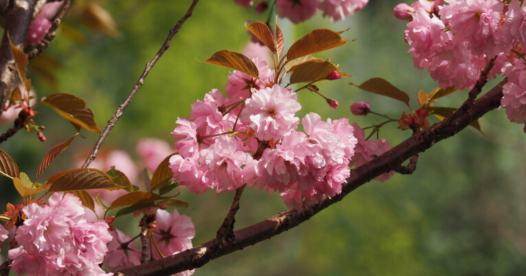 De Japanse sierkers in volle bloei