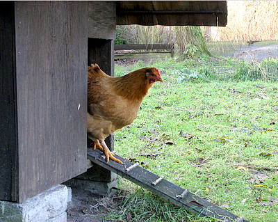 uitbreiden Goed doen escort Kippen houden in de tuin. Wat eet een kip? voordelen en nadelen van kippen