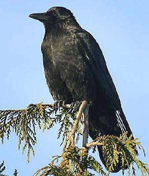 Kraai (Corvus corone) - Volledig zwart.