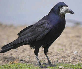 Verschil Tussen Kraaien Raven Roeken Kauwen Eksters Of Vlaamse Gaaien Als Kraaiachtigen