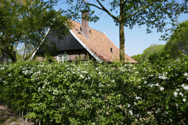 Meidoornhaag planten