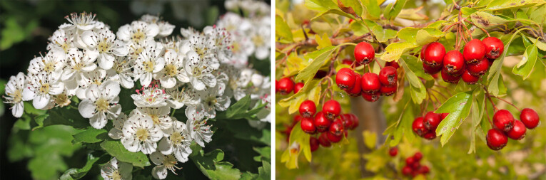 Crataegus monogyna