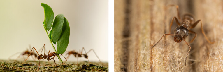 Mieren kunnen 10 tot 50 keer hun eigen gewicht dragen
