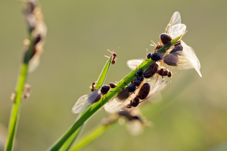 Wat zijn vliegende mieren en hoe kom je er vanaf