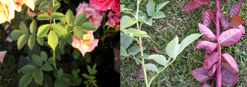 verschil tussen een wilde rozenscheut en een echte scheut van de roos zelf