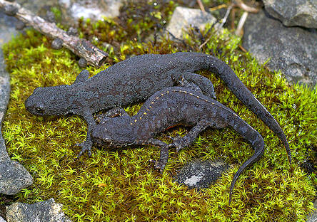 West Vechter heel veel Soorten salamanders in België en Nederland - Tuinadvies