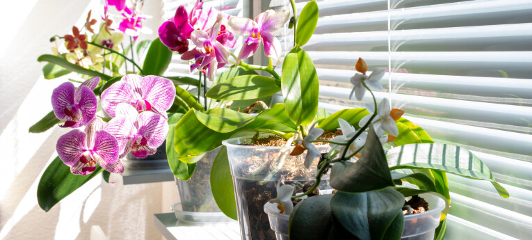 Verzameling orchideeën