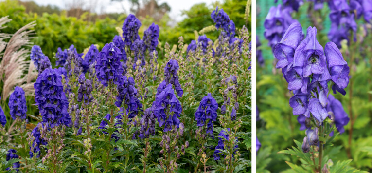 Aconitum carmichaelii ‘Arendsii'