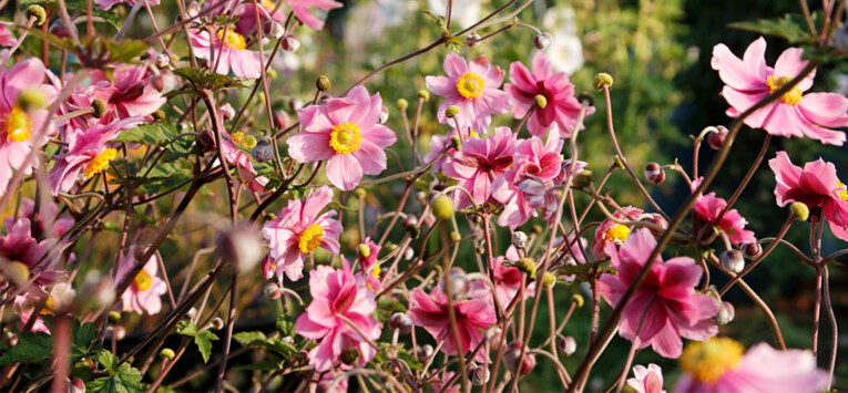 Anemone hybrida ‘Königin Charlotte’