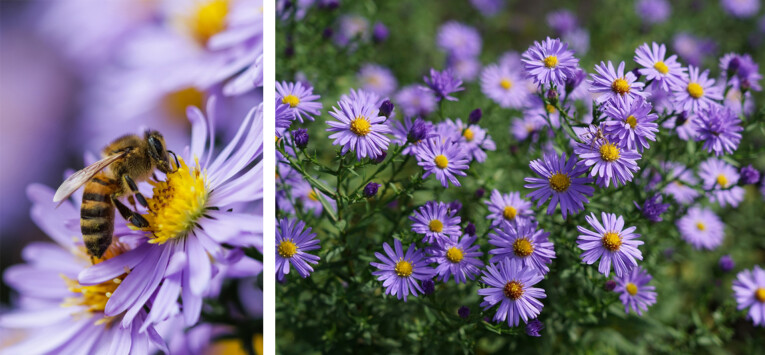 Aster dumosus ‘Herbstgruss von Bresserhof’