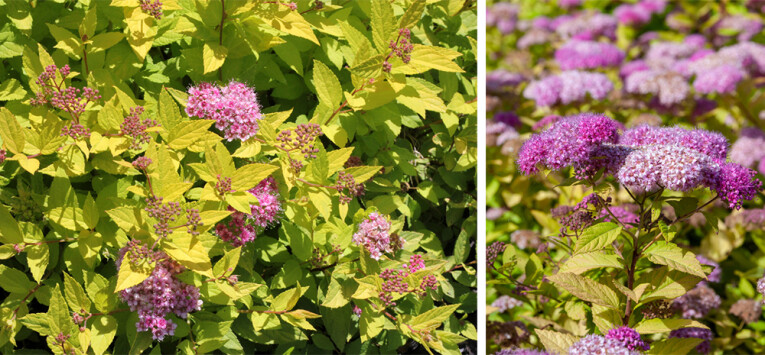 Spiraea japonica ‘Goldflame’