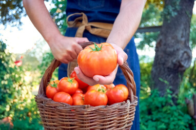 Tomaten moestuin