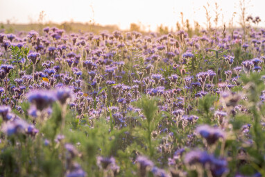 Groenbemester Phacelia