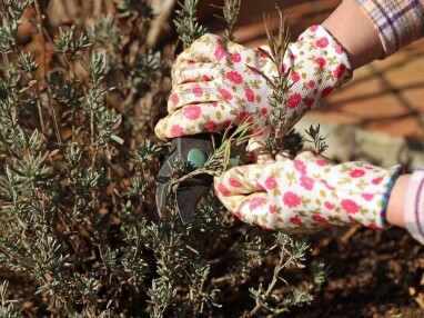 Lavendel snoeien