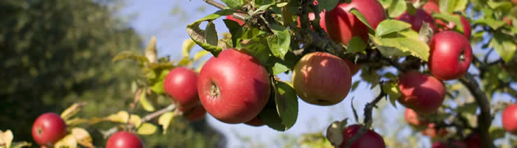 appels telen in de zomer