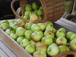 Appels oogsten