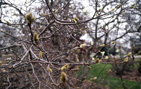 ontluikende magnolia